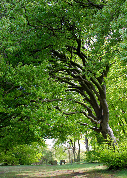 tall beech tree